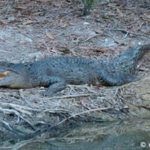 Hartley's Crocodile Farm