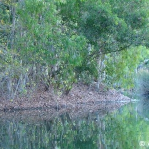 Hartley's Crocodile Farm