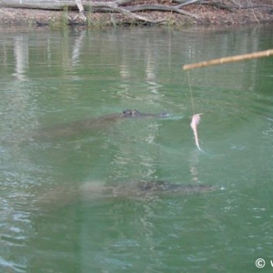 Hartley's Crocodile Farm