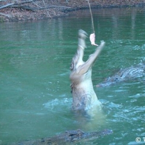 Hartley's Crocodile Farm