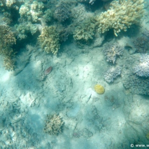 Great Barrier Reef