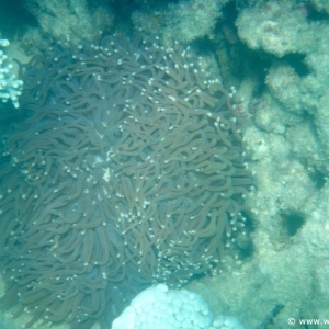 Great Barrier Reef