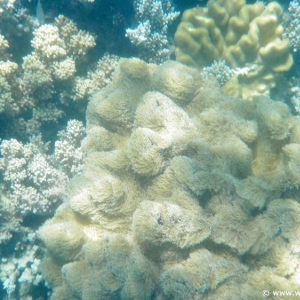 Great Barrier Reef