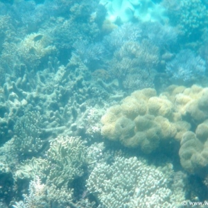 Great Barrier Reef