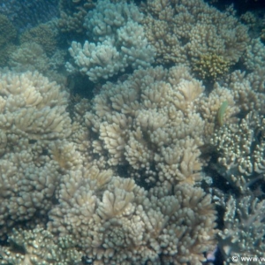 Great Barrier Reef