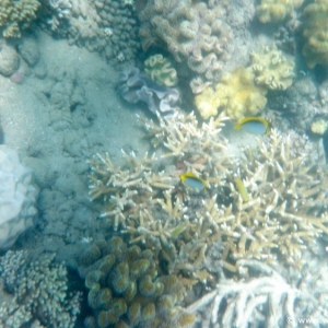 Great Barrier Reef