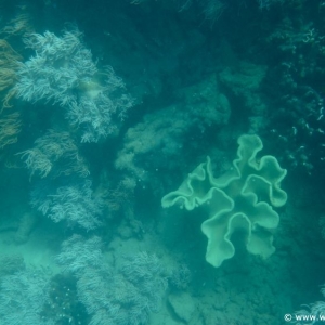 Great Barrier Reef