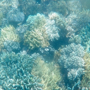 Great Barrier Reef