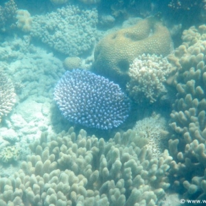 Great Barrier Reef