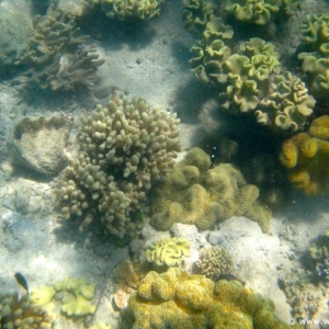 Great Barrier Reef