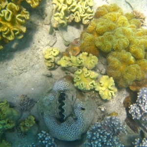 Great Barrier Reef