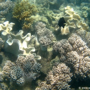 Great Barrier Reef