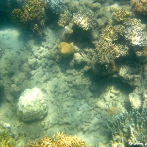 Great Barrier Reef