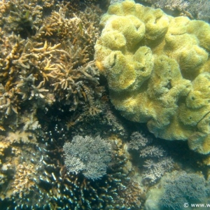 Great Barrier Reef