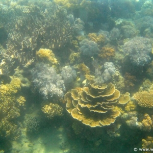 Great Barrier Reef