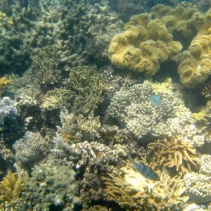 Great Barrier Reef