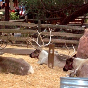 Santa's Reindeer