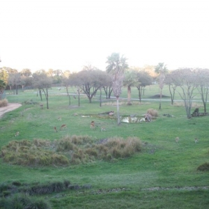 Savanna-View Room