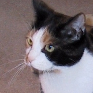 Kaliope