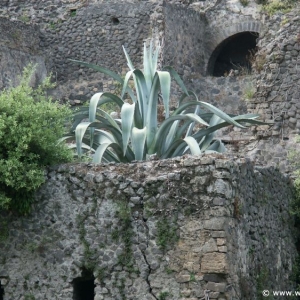 Day7-Photos-Pompeii70