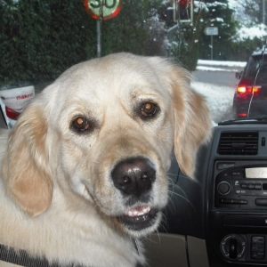Poppie in the car