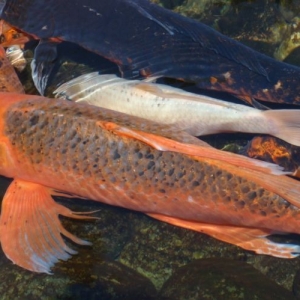 Japan Koi