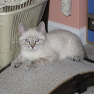Maia