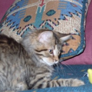 Theia