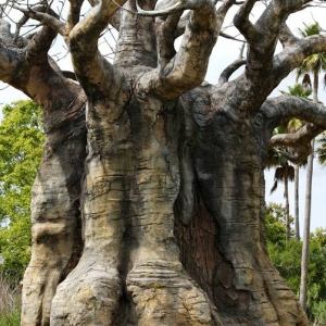 Upside-down tree