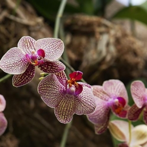 Orchids 1