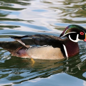 wood duck