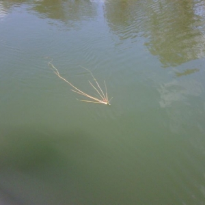 Bob's catch