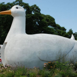 Giant