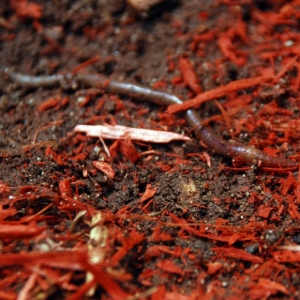 earthworm