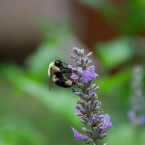 insect_on_flower