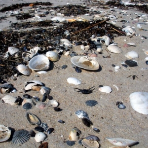 sea_shells_4