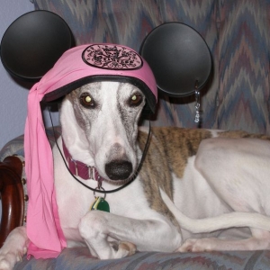 Media 'pirate6' in category 'Pets'