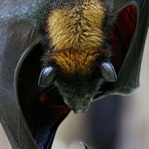 Bat