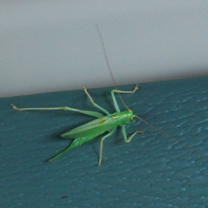 katydid