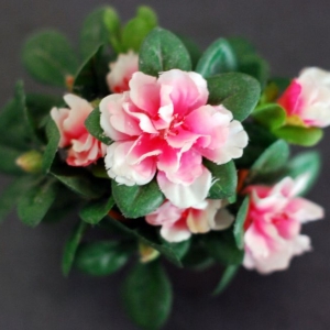 Azalea