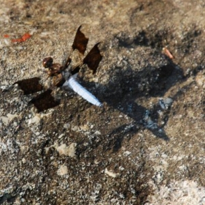 Dragonfly_2