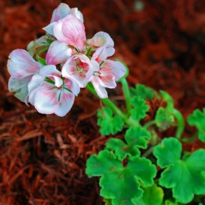 Geranium