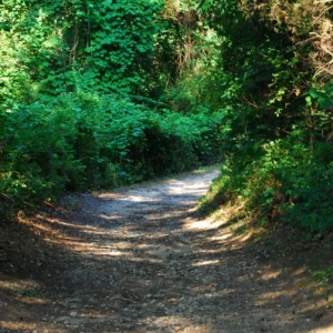 Nature_Trail