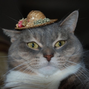 Pet_in_hat