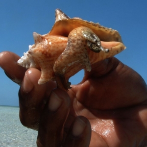 Conch