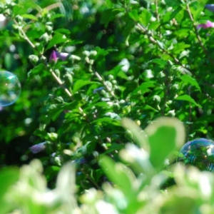 Bubble_2