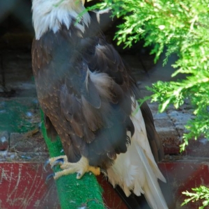 Eagle_1