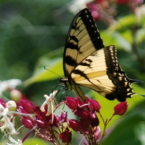 butterfly_4