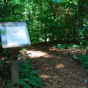 nature_trail_2