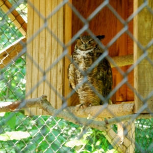 owl_2